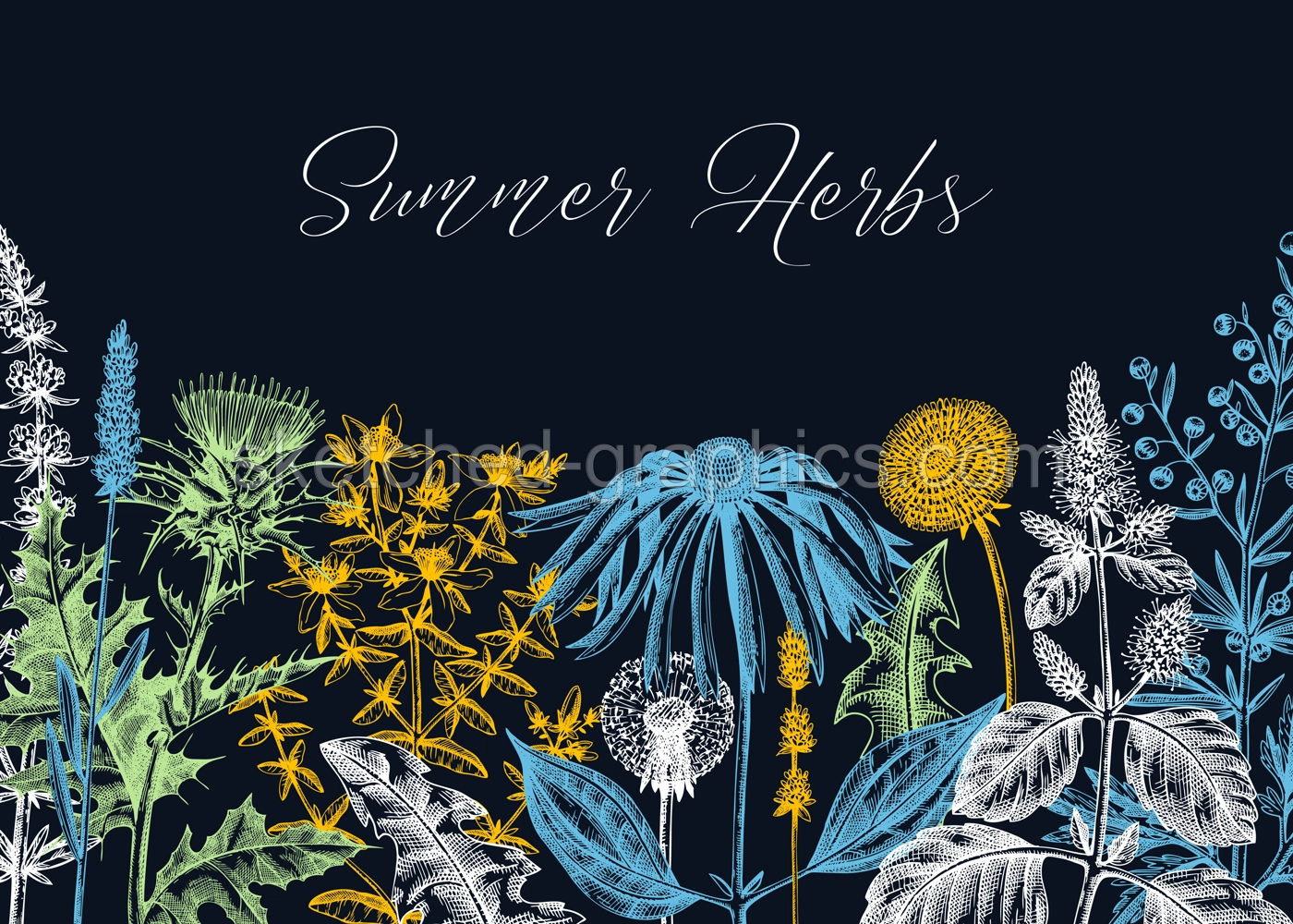 Vector herbs, flowers, weeds, meadows background. Aromatic plants vintage banner. Medicinal herb sketches. Botanical design for cosmetics, perfumery, packaging. Herbal tea ingredients on chalkboard Illustration